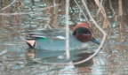KrickenteIMGP7810 01