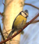 blaumeise 003