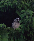 Waldohreule - Jungvogel