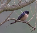 rauchschwalbe3