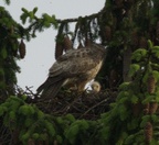 Jan2023bussard nest 01