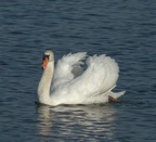 Vögel