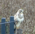 Mäusebussard Okt2023 FZ300P1100738 01