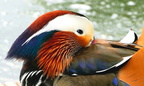Vögel2025