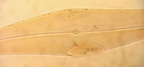 Mai2025-IMG 20250526 124721 01