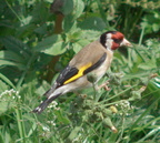 birdmix-06-2011 IMGP6813 01