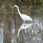 a7r2-2026--DSC02027 01